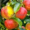 Саженцы яблони по низкой цене в москве и подмосковье