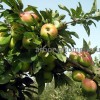 Саженцы яблони по низкой цене в москве и подмосковье