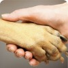Юридические споры с ветеринарными клиниками в с-петербурге и ло
