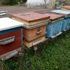 Пчёлы и улья в курске