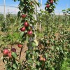 Яблоневый сад 120 гектар