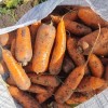 Свежий картофель,  морковь,  капуста и свекла весной