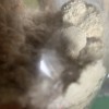 Грибная ферма farmyc - мицелий ежовика гребенчатого
